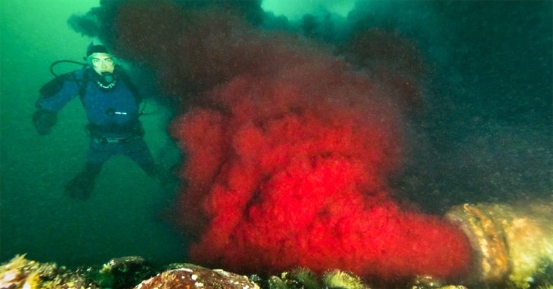Blood discharge spewing into B.C. ocean infecting salmon
