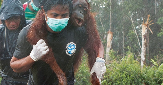 Orangutans - Victims of "Sustainable" Palm Oil