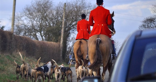 Act Outlawing Fox Hunting In The UK Under Threat, MPs Due to Vote On "Amendment"