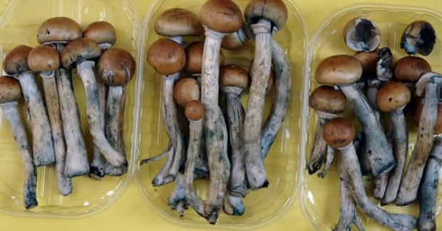 Single magic mushroom 'can change personality'