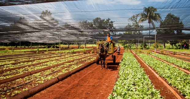 Cuba's Sustainable Agriculture at Risk as U.S. Relations Improve