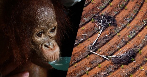 10 Shocking Facts Showing How Companies Are Still Trashing Indonesia's Rainforests
