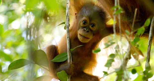 Bornean Orangutan Declared 'Critically Endangered' as Forests Shrink