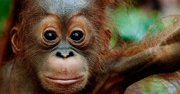 Stop Subsidies for Palm Oil Power Stations in Britain