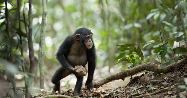 Mysterious Chimpanzee Behaviour May Be Evidence of 'Sacred' Rituals