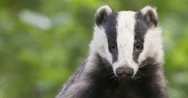 Mass Killing of Badgers in England Begins Again