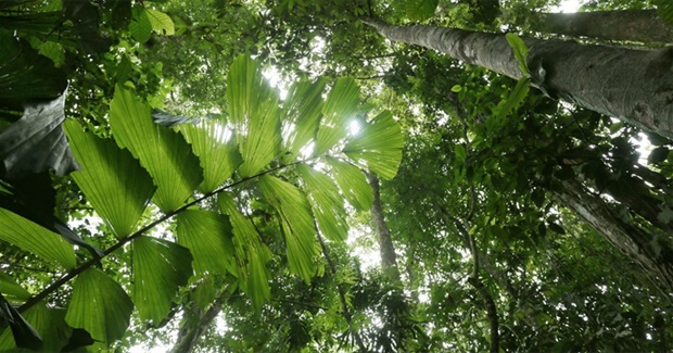 10 Facts About Forests for International Forest Day