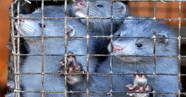The Dutch Ban Fur Farms That Kill 6 Million Mink a Year