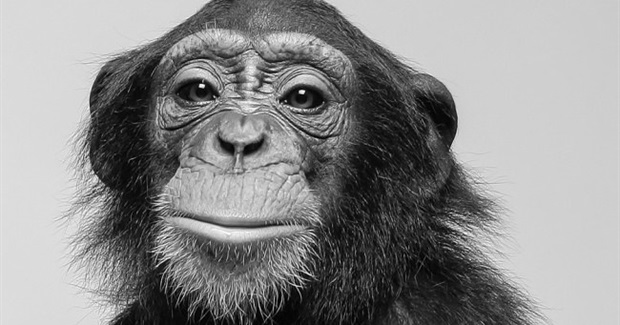 Chimps Could Soon Win Legal Personhood