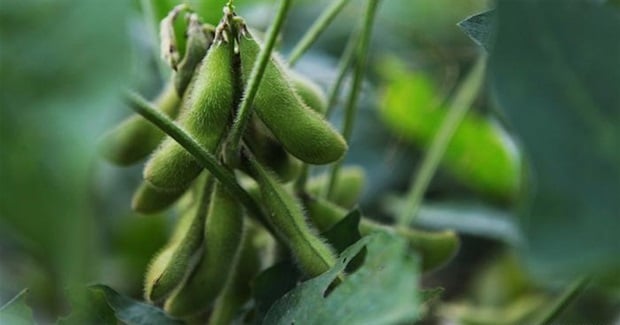 Paraguay struggles to grow soy sustainably