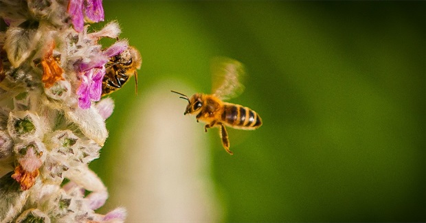 Exposed: Pesticide Industry Deployed Aggressive Lobby Effort to Quash Bee Protections
