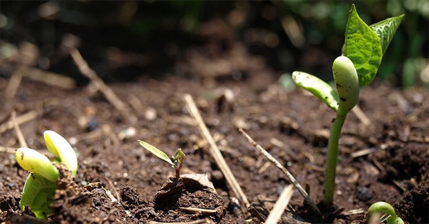 Beyond Compost: 5 Ways to Get Your Soil Ready This Spring