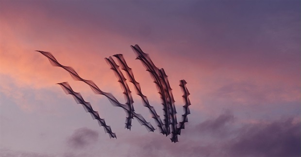 10 Incredible Images Chart Shapes Created by Birds in Flight