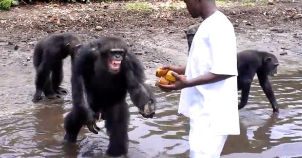 Outrage Over NY Blood Center's Decision to Abandon Lab Chimps