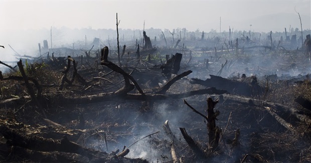 Indonesia's Forest Fires Show We Need to Talk About Palm Oil