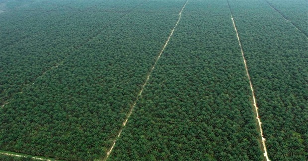 Corporate Giants' "Sustainable" Palm Oil Revealed as Sham