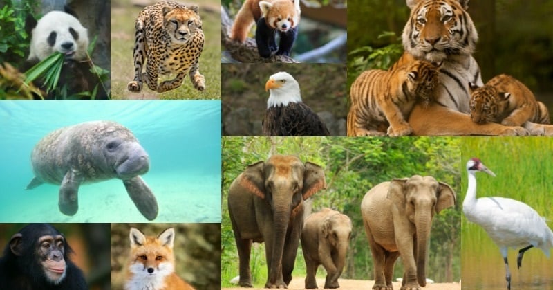 Fact Sheet: Global Species Decline