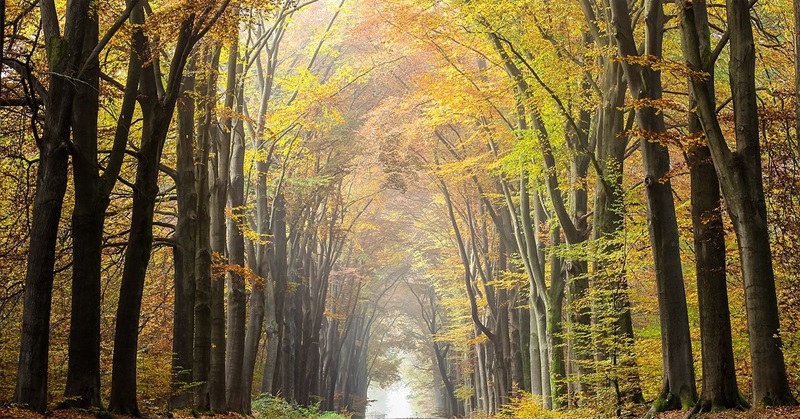 What Is The Antidote to Capitalism? Economic Democracy