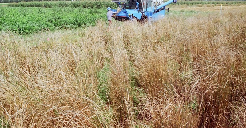 Wes Jackson: a Misfit Trying to Change the Future of Farming