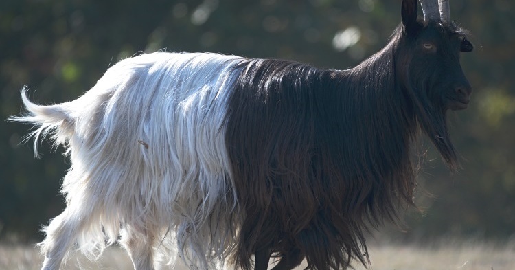 5 Things I Learned the Hard Way About Raising Goats