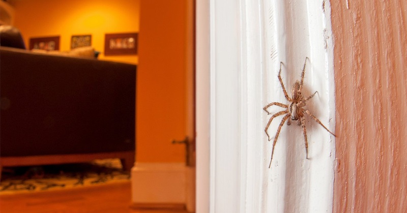 Here's Why You Should Think Twice about Killing Spiders in Your Home