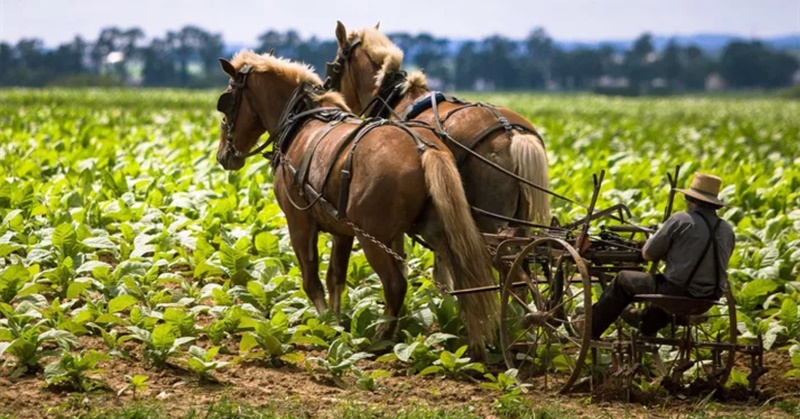 Amish Farmer Faces $250K Fine, Jail Time and Losing His Sustainable Farm for Processing His Own Meat