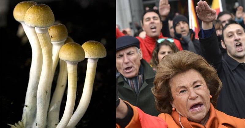 Scientists Find Magic Mushrooms Could Help Fight Fascism