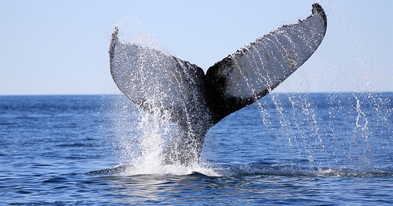 What Whales Have to Teach Humans About Capitalism