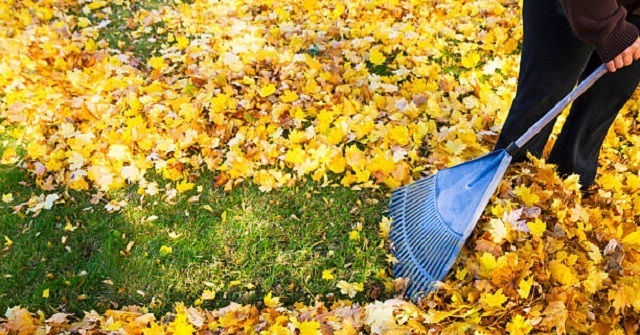 7 Reasons Not to Rake Your Leaves