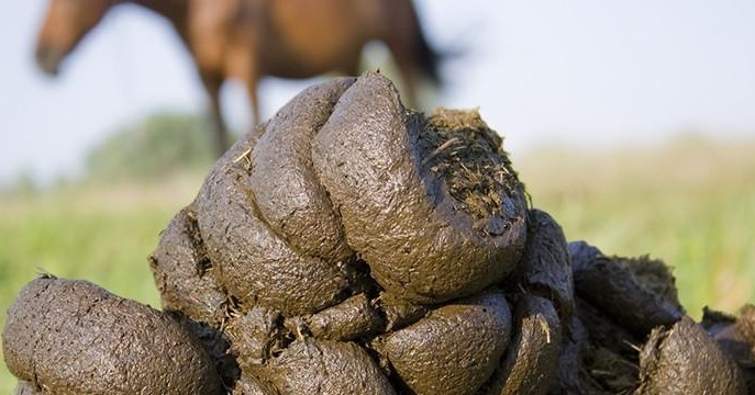 The Surprising Nobility of Shit: a Serious Response to President Donald Trump’s ‘Shithole’ Remarks About African Immigrants