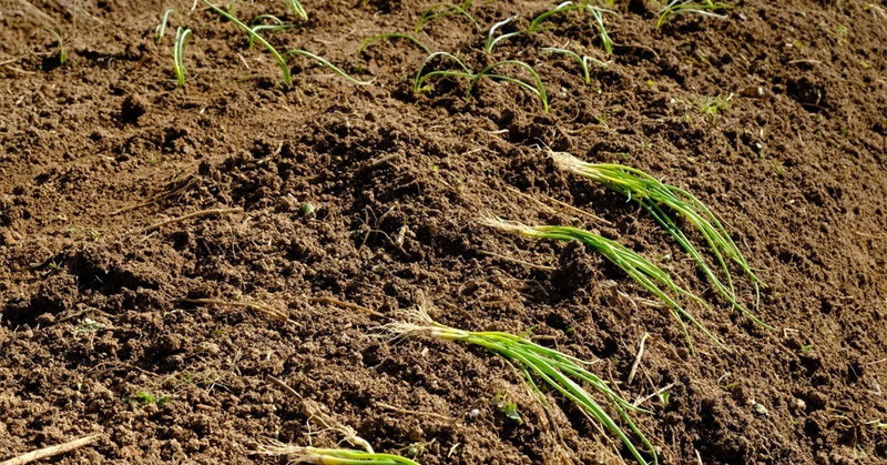 To Restore Our Soils, Feed the Microbes