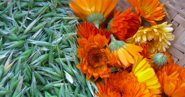 Numen: The Nature of Plants (Action Guide)