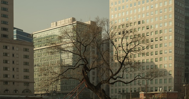 What if a City Were Designed by Trees?