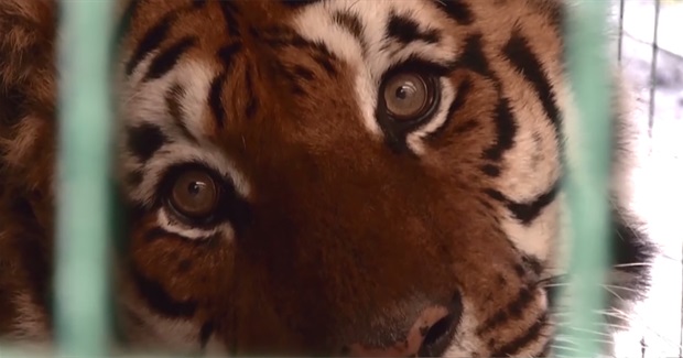 Zoochosis: The Disturbing Thing That Happens to Animals in Captivity