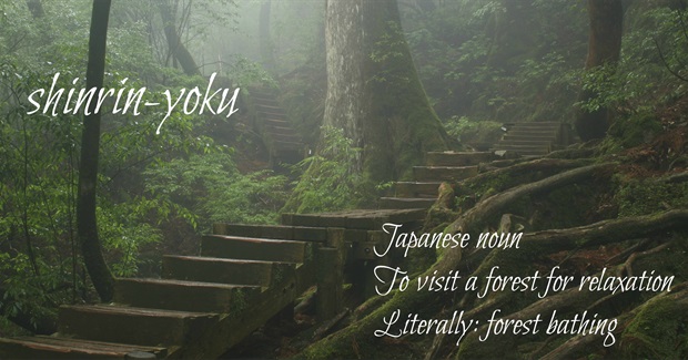 Shinrin-Yoku - Forest Bathing