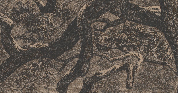 Conversing with Nature: The Linguistic Roots of Environmental Consciousness