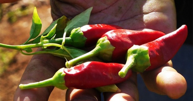 Unlike a Globalized Food System, Local Food Won't Destroy the Environment