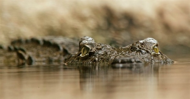 Defend the Sacred: How Could the Peace Movement Prevail?