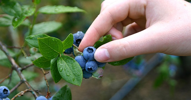 Seattle's First Urban Food Forest Will Be Open To Foragers