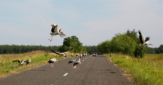 At Chernobyl and Fukushima, Radioactivity Has Seriously Harmed Wildlife