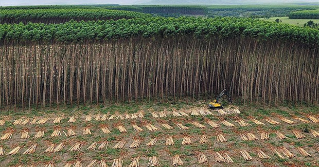 Tell the United Nations: Plantations Are Not Forests