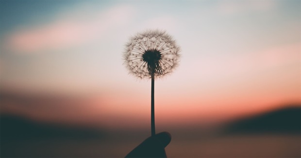 Unity and Diversity in the Land of Nonviolence