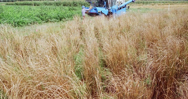 Wes Jackson: a Misfit Trying to Change the Future of Farming