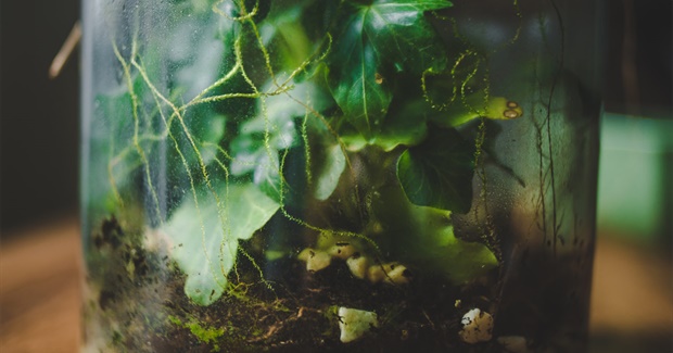 No Return to Normal: For a Post-Pandemic Liberation