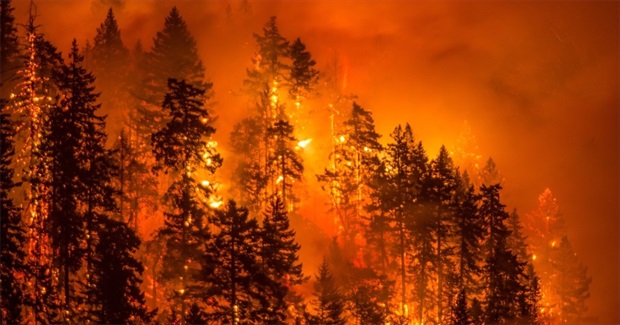 Only Nature Can Save Us Now