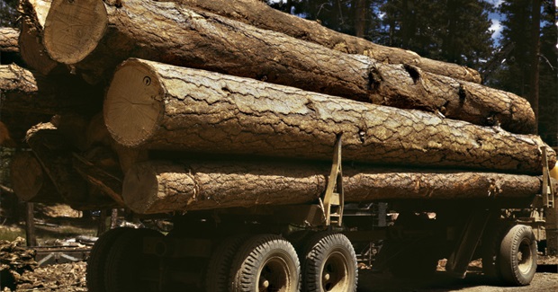 How Europe's Climate Policies Led to More U.S. Trees Being Cut Down