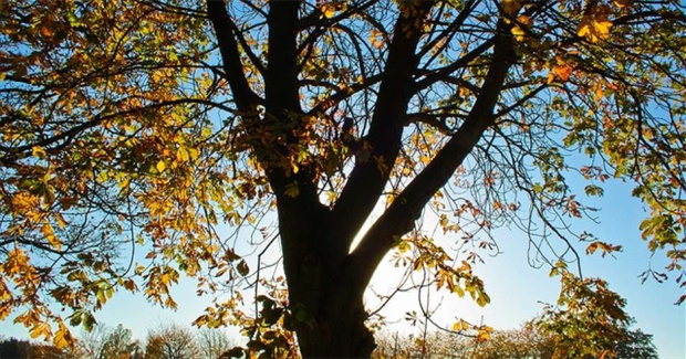 The Meek Be Damned on Global Warming