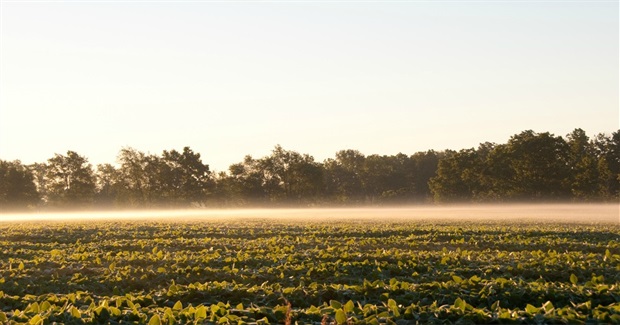 EPA Turnaround on Toxic Herbicide 'Huge Victory for Future of Food'