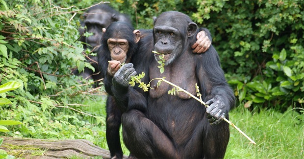 How Other Primates Self-Medicate - and What They Could Teach Us