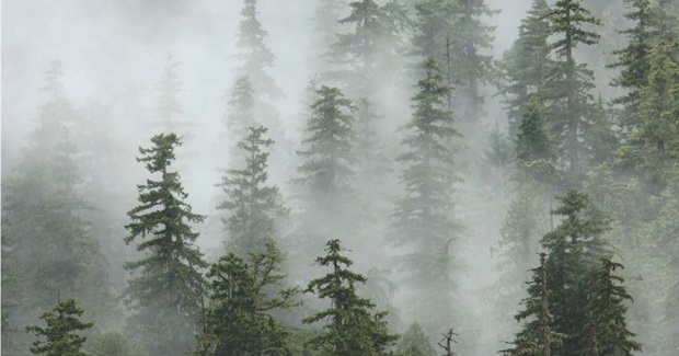 Old-Growth Forests Can Help Preserve Biodiversity in a Warming World